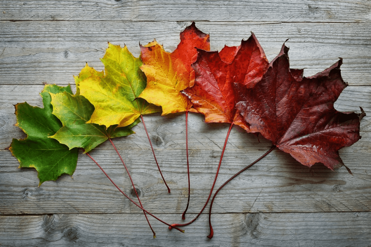 Seasonal Plant Care